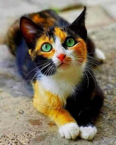 Baby Animal Videos, Calico Kitten, Gorgeous Cats, Calico Cat, Cute Cats And Kittens, Cute Kittens, Warrior Cats, Beautiful Cat, Pretty Cats