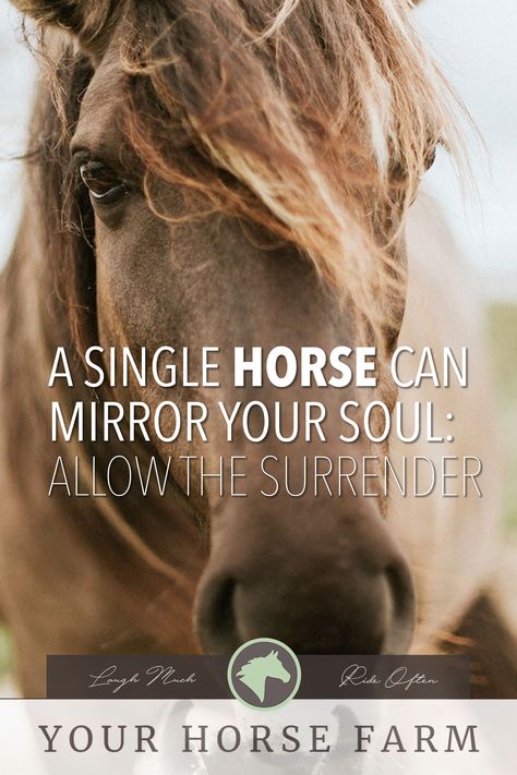 "...When we show up as our authentic selves, horses follow that honesty. They embrace the vulnerability we present them with and they work accordingly with us. Horses are prey animals and in response to that, they can feel everything, including the vibrational frequency in which our emotions are presented..." - Emily Griffin | YourHorseFarm.com #equestrian #lifestyle #blog #horse #soul Woman Retreat, Emily Griffin, Horse Spirit Animal, Vampire Makeup Looks, Horse Healing, Prey Animals, Animal Reiki, Animal Communication, Horse Story