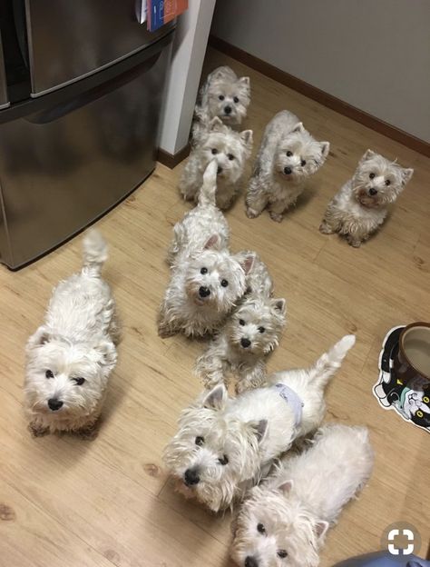 Westie Cupcakes, Wholesome Dog, West Terrier, Westie Dog, Westie Puppies, Psy I Szczenięta, Cutest Dog Ever, Highland Terrier, Westie Dogs