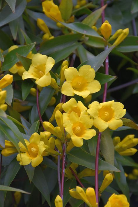 Carolina Jessamine, Landscape Nursery, Landscape Structure, New Garden, Attracting Bees, Climbing Vines, Outdoor Pots, Winston Salem, Outdoor Landscaping