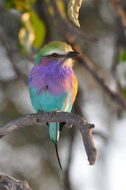 Pretty pastel colored bird Birds Pics, Birds Pet, Birds Colorful, Lilac Breasted Roller, Colourful Birds, Kinds Of Birds, Pretty Animals, Colorful Bird, Colorful Feathers