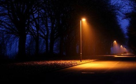 Night Plants, Road Wallpaper, Landscape Night, Trees Lights, Dark Tree, Dark Street, Pintura Exterior, Light Pole, Street Lights