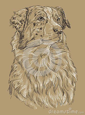 Australian Shepherd Drawing, Mandala Project, Aussie Dog, Drawing Black And White, Ballpoint Pen Art, Profile Drawing, Aussie Dogs, Drawing Black, White Illustration