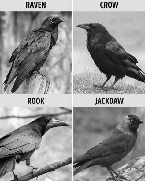 Crow Addict | 🖤🖤🖤🖤 | Facebook Crow Core, Crow Aesthetic, Bird Facts, Raven Bird, Jackdaw, Crows Ravens, Cool Animals, Animal Facts, Reptiles And Amphibians