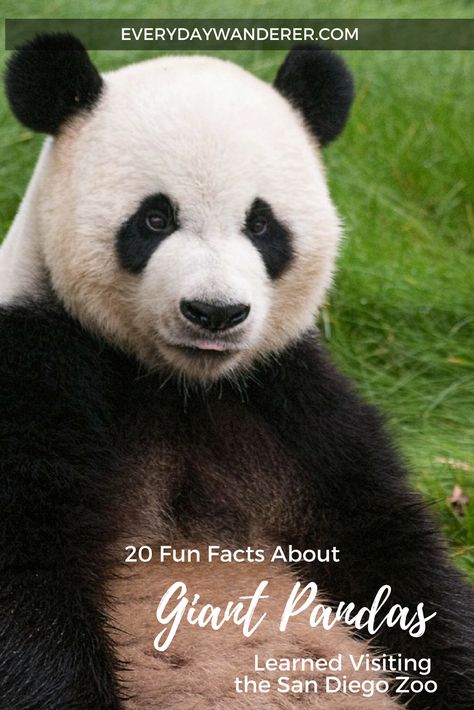 20 fun facts about giant pandas #panda #pandabear #giantpanda #pandas #zoo #zoos #sandiego #sandiegozoo #california #visitsd #visitca Which Is More Important Asked Big Panda, Washington Dc With Kids, Panda Facts, Chengdu Panda Reserve, Planet Zoo North America, Zoo Map, Zoo Lights, Planet Zoo Giraffe Habitat, Washington Dc Travel