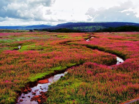 explore rich variety of colourful flowers at kaas plateau near satara! Credits : @raanbhul Satara Maharashtra, Landscape Images, Colourful Flowers, Colorful Flowers, Travel Destinations, Bucket List, Natural Landmarks, Collage, The World