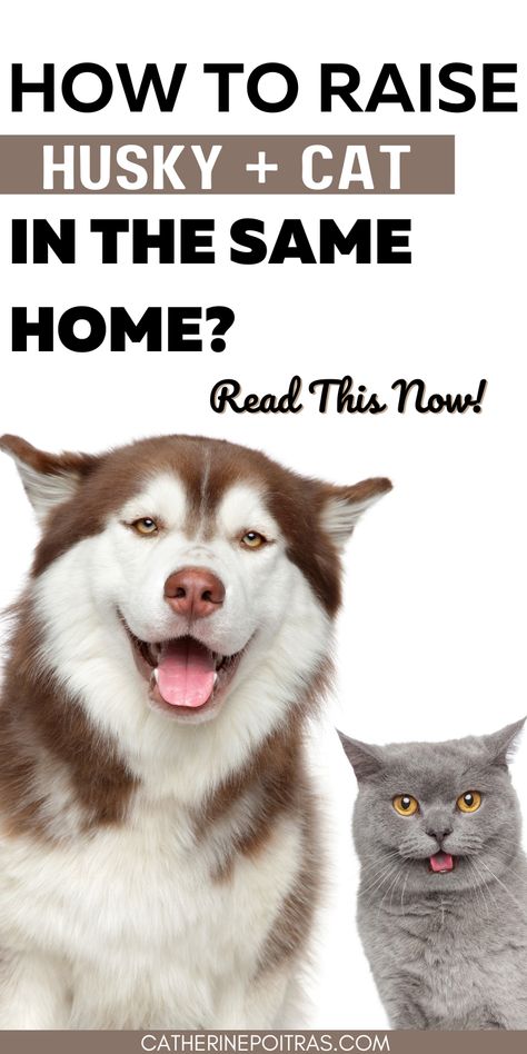 Are you an animal lover and just want all your animals to live happily together? 😇 Yeah...I'm the same! Get my best tips to make it work! I was able to do it with my 4 dogs and 2 cats! You can too with patience and good techniques. Husky mom, cat mom, cat lover, Siberian huskies, high prey drive, a husky puppy, husky and cat friends, Siberian husky and cat, Siberian husky with cat, husky dogs, new pets, proper training, early socialization, proper introduction, pet cat, positive reinforcement Owning A Husky, Husky And Cat, Long Haired Husky, Husky Puppy Training, Cat Siberian, Puppy Husky, Puppy Stages, Cat Friends, Husky Mom