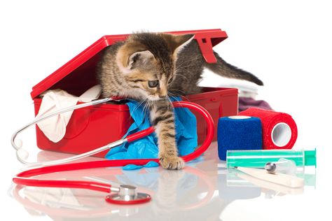 Recommendations for how to build your own pet first aid kit Diy Cat Tent, Pet First Aid, Cat Tent, Veterinary Services, Tabby Kitten, Types Of Cats, Cat Care Tips, Emergency Care, Veterinary Hospital