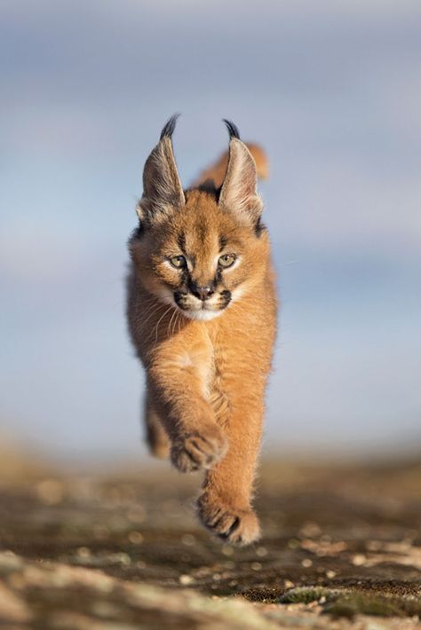 Is This The Cutest Cat Species Ever? It's a Caracal! Caracal Cat, Big Cat, Leopards, Kitty Kitty, Amazing Animals, Lynx, Wild Life, Beautiful Animals, Big Cats