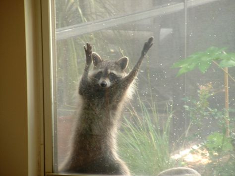 Raccoon hanging on our window screen waiting for a peanut butter sandwich Butter Sandwich, Peanut Butter Sandwich, Window Screen, Cute Raccoon, Raccoon Funny, V Cute, Trash Panda, Racoon, Orange Cat