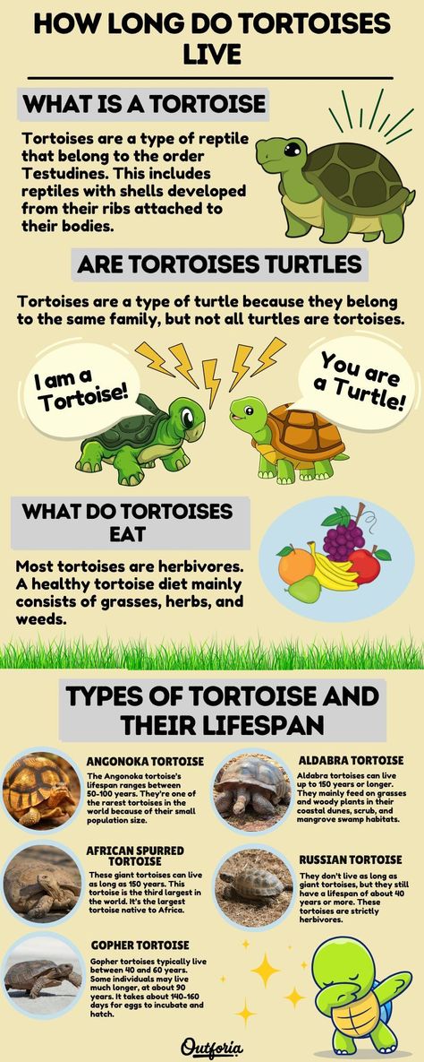 Tortoises are land-dwelling creatures that have been around for millions of years. They’re known as the oldest living animals on Earth. Have you ever wondered exactly how long do tortoises live? The lifespan of a tortoise can differ depending on what species of tortoise it is. Here we have some examples of different types of tortoises, how long they can live, and other neat facts about these ancient animals. Check Outforia's latest article to learn more! Egyptian Tortoise, Tortoise Enclosure Indoor, Tortoise Cage, Turtle Activities, Hermann Tortoise, Pet Tortoise, Types Of Turtles, Turtle Aquarium, Land Turtles