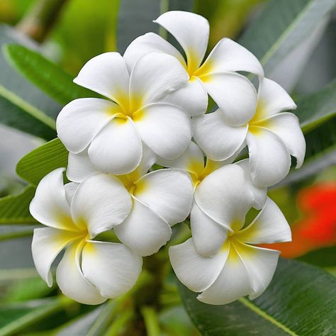 💛🌼💛 ♡ ♡ 💛🌼💛🌼💛🌼💛🌼💛 #rainbow_petals  #top_favourite_flowers #inspiring_shot  #ip_blossoms_member  #ip_nature #lovely_flowergaden… White Frangipani, Plumeria Flowers, Instagram Frame Template, Cute Flower Wallpapers, Flower Names, Park Jimin Cute, Instagram Frame, Photography Lovers, Flower Pictures