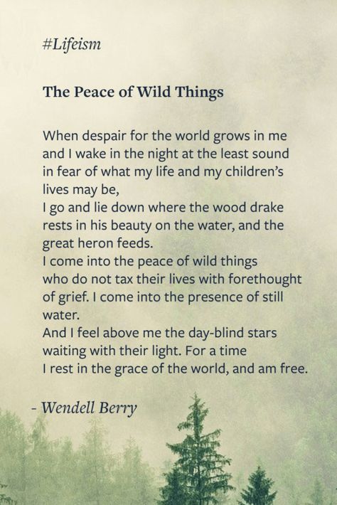 Wendell Berry Quotes, Peace Of Wild Things, Wendell Berry, Quotes About Everything, Poems Beautiful, Daily Meditation, Poetry Words, Poem Quotes, A Poem