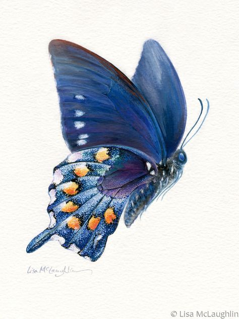 How To Paint Eyes, Pipevine Swallowtail Butterfly, Pipevine Swallowtail, Paint Eyes, Butterfly In Flight, Flight Art, Idea Paint, Detailed Watercolor, Beautiful Butterfly Pictures