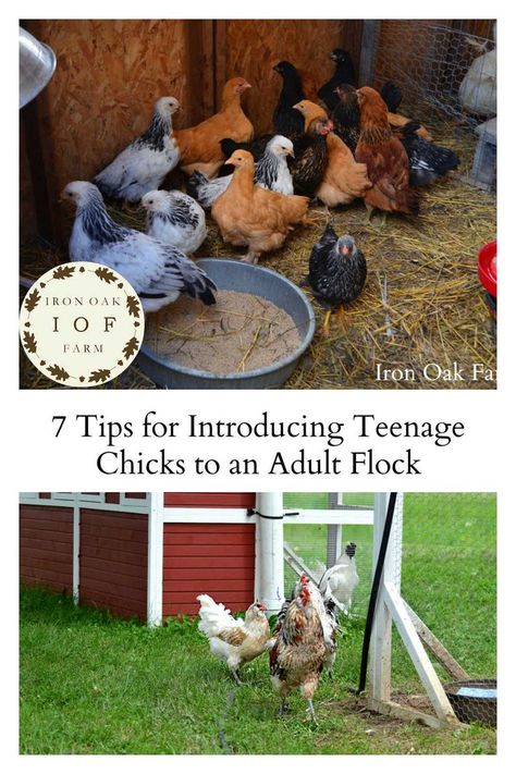 Introducing Chickens To New Flock, How To Make Your Chickens Friendly, How To Introduce New Chicks To The Flock, How To Introduce New Chickens To Flock, Introducing Chicks To Flock, Introducing New Chickens To The Flock, Butchering Chickens At Home, Owning Chickens, Training Chickens