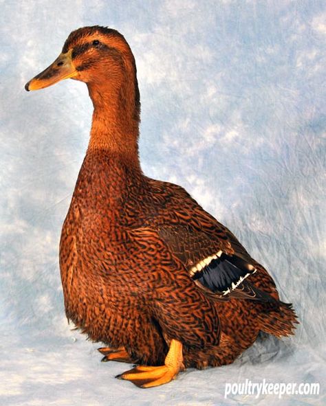 Rouen Ducks, Rouen Duck, Duckling Care, Live Chicken, Duck Breeds, Raising Ducks, Duck House, Chicken Coop Designs, Chicken Feed