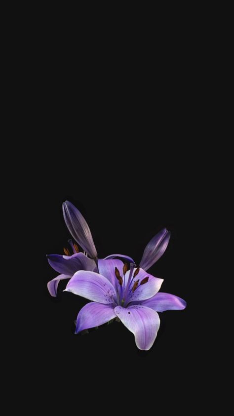 Iphone Wallpaper Rock, Flower Lockscreen, Lavender Wall, Lily Wallpaper, Dark Purple Flowers, Dark Purple Wallpaper, Blue Flower Wallpaper, Purple Flowers Wallpaper, Cute Summer Wallpapers