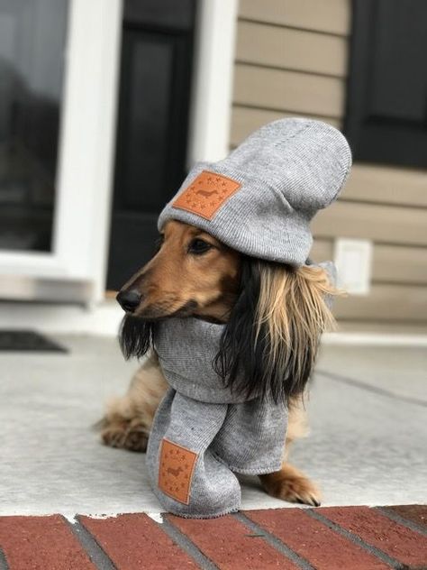 Dachshund Clothes, Wiener Dogs, Dapple Dachshund, Weiners, Long Haired Dachshund, Funny Dachshund, Weenie Dogs, Dachshund Lovers, Dachshund Puppies