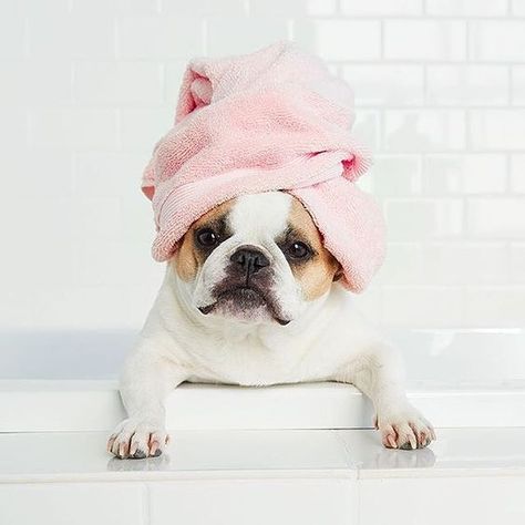 The Ultimate Dog Towels on Instagram: “Ok, I'm ready for the cucumber slices & bubbles now 🥒 🥂” White Pitbull Puppies, Dog Towel, Dog Spa, Pet Spa, Puppy Wallpaper, Dog Photoshoot, Dog Photography, Pet Store, Dog Photos