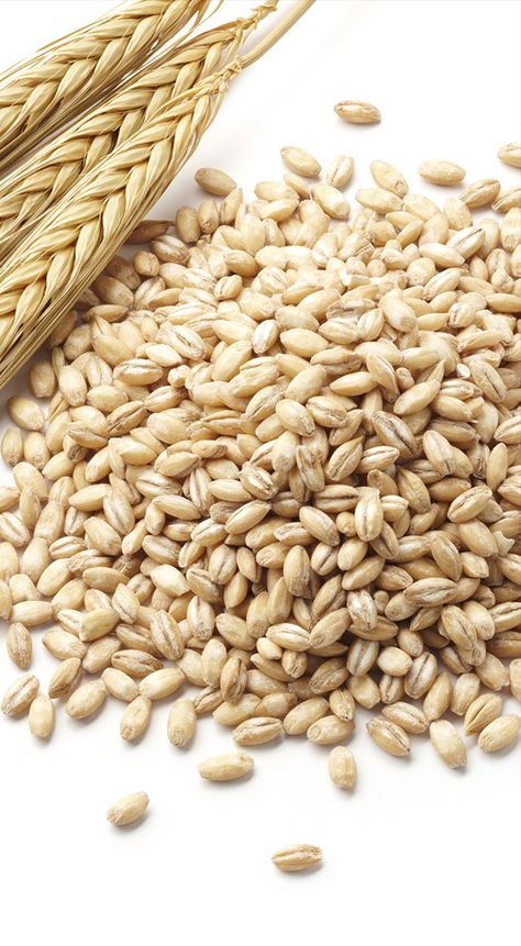 Grains Photography, Wheat Alternatives, Barley Seeds, Follicular Phase, Barley Grain, Broccoli Nutrition, Wholesome Living, Wheat Recipes, Cycle Syncing