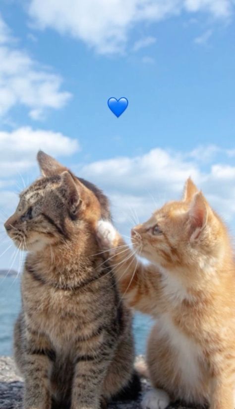 Aesthetic Profile Picture Cartoon Soft, Funny Cat Wallpaper, Quotes Instagram, Hijabi Aesthetic, Cute Cat Wallpaper, Cute Cats Photos, Funny Phone Wallpaper, Cute Simple Wallpapers, Sunset Quotes