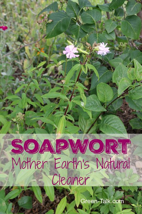 Soapwort Plant, Gardeners Journal, Soap Plant, Turkey Hill, Vegetables For Babies, Edible Wild Plants, Face Washing, Seed Collection, Washing Face