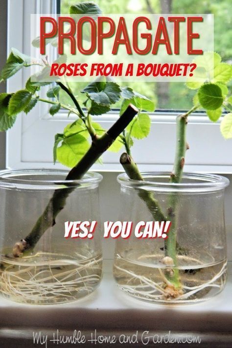 If You Love The Rose From Your Bouquet, Propagate It! - My Humble Home and Garden | Rose cuttings, Rooting roses, Plants Propagation Jars Diy, How To Grow A Rose From A Stem, How To Root A Rose Stem, Propagate Roses, Garlic Growing, Propagating Roses, Rooting Roses, Rose Cuttings, Rambling Rose