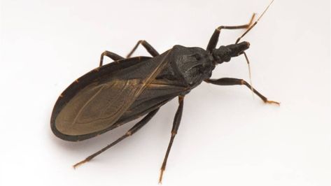 Chagas disease: Why U.S. doctors are warning about the ‘kissing bug’ parasite - National | Globalnews.ca Kissing Bug, Leaf Footed Bug, Adobe Homes, Insects Names, Enlarged Heart, Nourishing Recipes, Types Of Bugs, Hard Breathing, Bug Bites