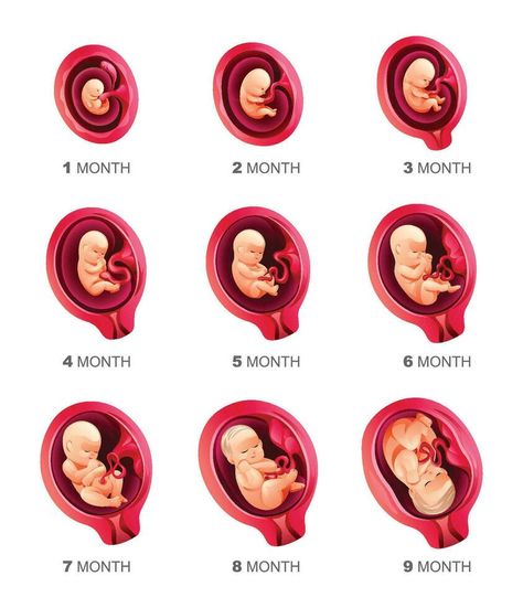 Stages Of Fetal Development, Embryo Development, Human Embryo, Fetal Development, Pregnancy Stages, 9th Month, Presentation Slides, Baby Sets, Food Animals