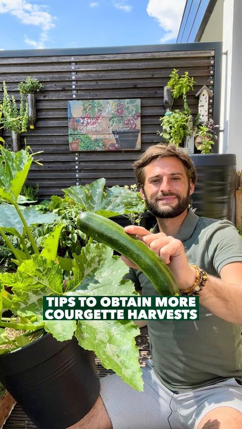 thefrenchiegardener on Instagram: How to obtain beautiful courgette / zucchini harvests in pots 🤗💚 You can grow courgettes in pots of 18L. Indeed give them your best sunny… Creative Gardens, Baking Pumpkin, Plants In Pots, Baked Pumpkin, Pumpkin Recipes, Gardening Ideas, Potted Plants, Green Beans, Garden Plants