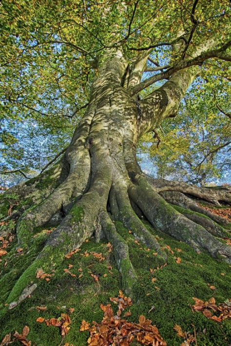 Scenery Beach, Phuket Island, Weird Trees, Large Tree, Adventure Vacation, Nature Scenery, Old Trees, Ancient Tree, 수채화 그림