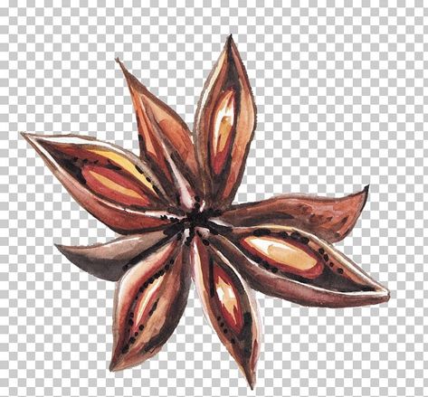 Star Anise Drawing, Coffee Spices, Candy Cartoon, Coffee Chalkboard, Candy Dots, Gin Brands, Spiced Coffee, Star Anise, Drawing Lessons