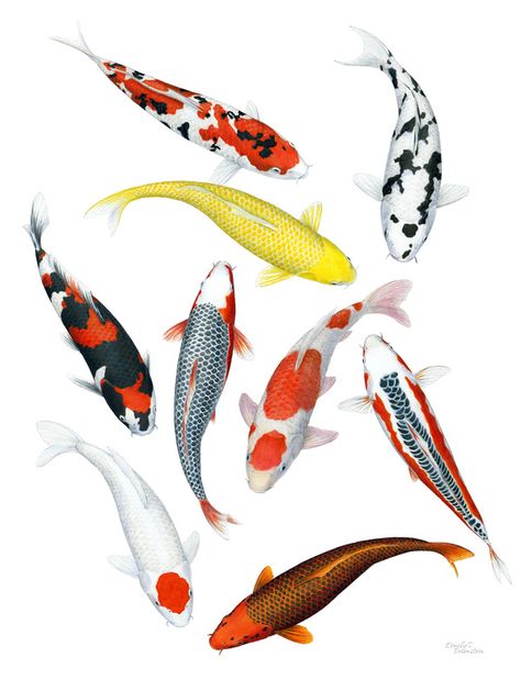 Koi Fish Pictures, Koi Varieties, Koi Fish Art, Koi Painting, Koi Fish Drawing, Unique Framing, Drawn Fish, Portfolio Art, Fish Drawing