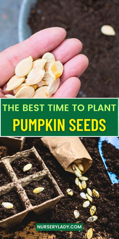 Discover the ultimate pumpkin planting guide to achieve a perfect harvest! Learn the best time to plant pumpkins, essential pumpkin seed planting tips, and how to follow a gardening calendar for optimal growth. This seasonal planting guide will help you time your planting for maximum yield and successful harvesting pumpkins. Get ready to create your pumpkin patch with expert advice and tips! Seasonal Planting Guide, Pumpkin Planting, Harvesting Pumpkins, Plant Pumpkin Seeds, Planting Pumpkin Seeds, Plant Pumpkins, When To Plant Pumpkins, Pumpkin Plant, Gardening Calendar