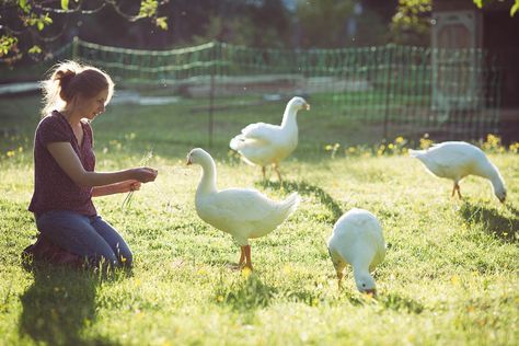 Keeping Geese Part 3 - Fencing -- UK Smallholding | Uk Smallholding, The Goose Girl, Small Holding, Fence Options, Daydream Believer, Duck Duck Goose, Aesthetic Collection, Wild Garden, The Goose