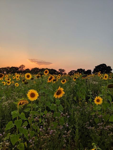 Field Of Sunflowers Aesthetic, Sunflower Vol 6 Aesthetic, Carla Vibes, Summer Field Aesthetic, Sunflower Field Aesthetic, Sunset Aesthetic Wallpaper, Sunset Sunflower, Sunflower Aesthetic, Field At Sunset