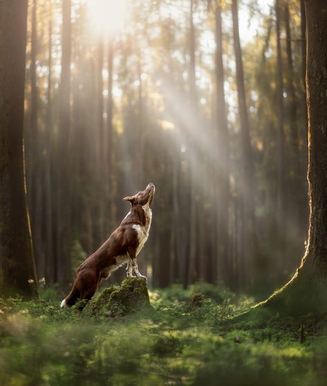 ✨ g o l d e n ✨ There's something about this dog. My golden child. My spotty menace. I don't like the term "heart dog" because I think it does a disservice to my memory. To the days where Loki was my all and my everything. To Mallei, my first and most precious boy, who I loved so deeply. Was it this deeply? This strongly? I don't know. Maybe. Probably. I can't remember. One of my wonderful "ADHD is a Superpower" traits is having an incredibly bad memory. Did I ever think Mal was my "heart do... Dog In Forest, Bad Memory, My Memory, Bad Memories, My Everything, Pet Photography, Photography Courses, Forest Photography, Black Shadow