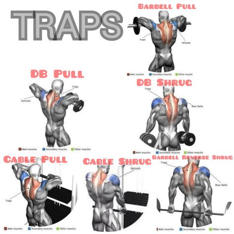 Trapezius Workout, Shoulder And Trap Workout, 2024 Workout, Traps Muscle, Shoulder Workout Routine, 300 Workout, Traps Workout, Chest Workout Routine, Fitness Studio Training