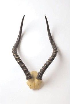 $85 - X-Impala Horns 22" height space 13" width space 6" depth from wall - BC Impala Horns, Faux Antlers, Colonial Design, Faux Taxidermy, Spa Essentials, Glass Boxes, African Animals, Burke Decor, Shop Interior Design