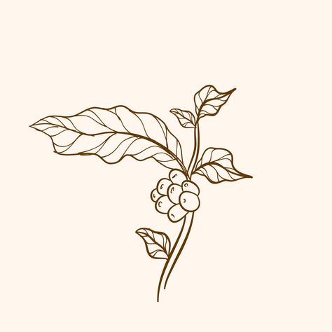 Download the Coffee plant branch with leaf. Hand drawn coffee branch. Engraved coffee bean and plant. Hand drawn vintage branches with leaves and branch. 7630695 royalty-free Vector from Vecteezy for your project and explore over a million other vectors, icons and clipart graphics! Coffee Plant Illustration, Coffee Bean Tree, Branches With Leaves, Coffee Poster Design, Plant Logos, Coffee Icon, Coffee Tattoos, Coffee Vector, Coffee Tree