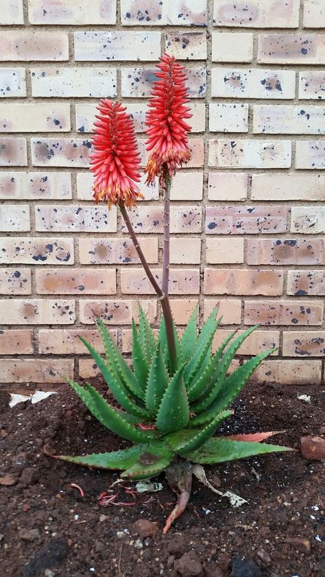 Alwyn Plant, Fynbos Flowers, Aloe Art, Desert Plants Landscaping, Cactus Garden Landscaping, Types Of Succulents Plants, Succulent Garden Landscape, Types Of Succulents, Aloe Plant