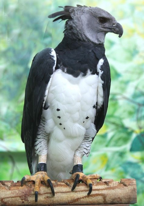 Raptors Bird, Harpy Eagle, Rare Animals, Exotic Birds, Pretty Birds, Birds Of Prey, Animal Planet, Wild Birds, 귀여운 동물