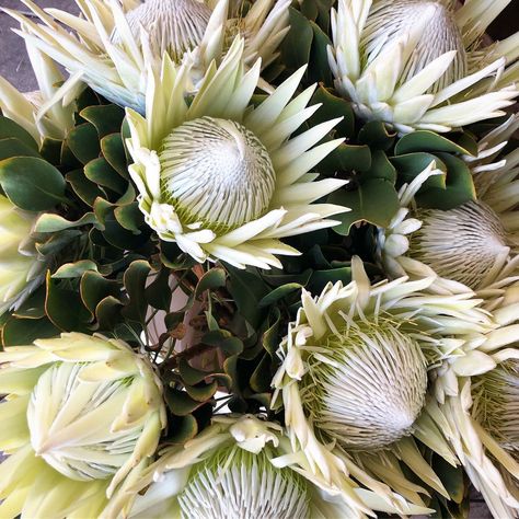 White King Protea, White Protea, King Protea, Protea Flower, Growing Gardens, White King, Kitchen Garden, Flower Market, Art References