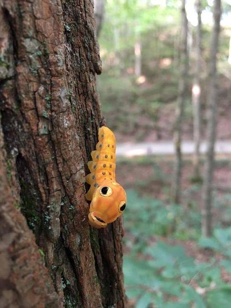 Mammoth Cave National Park · · · This Spicebush Swallowtail caterpillar wants you to know that on this World Animal Day, that all creatures are important – no matter how small! (and cute) (and adorable) Spicebush Swallowtail Caterpillar, Swallowtail Caterpillar, Spicebush Swallowtail, World Animal Day, Animal Day, Mammoth Cave National Park, Mammoth Cave, Arthropods, Pet Day