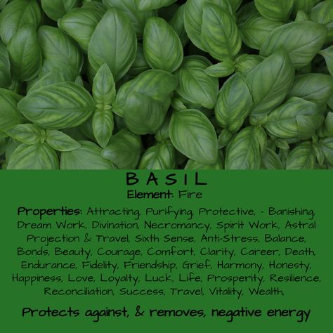 Basil Herb Magical Properties & Uses, Herbology Basil Magical Properties, Herb Meanings, Basil Herb, Magickal Herbs, Witch Herbs, Grimoire Book, Magic Herbs, Magical Herbs, Wiccan Spell Book