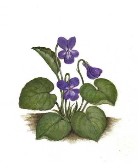 Violet Botanical Illustration, Flor Tattoo, Botanical Sketchbook, Traditional Media, Watercolor Subjects, Notes Art, Memorial Tattoo, Watercolor Flowers Paintings, Watercolor Art Lessons