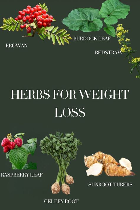 #HealthyHabits#FitLifeTips#SlimDownStrategies#NutritionNudge#WellnessJourney#MindfulEating#FitnessGoals#GetLean#ShapeUp#CalorieControl#ExerciseEveryday#HealthyEatingHabits#WeightLossJourney#BurnFat#StayActive#PortionControl#WorkoutMotivation#EatClean#FitInspiration#TransformationTuesday Herbs For Water Retention, Herbs For Weight Management, Herbal Flowers, Detox Cleanse Water, Holistic Healing Natural Treatments, Spiritual Girl, Herbal Health, How To Help Nausea, Flat Belly Drinks