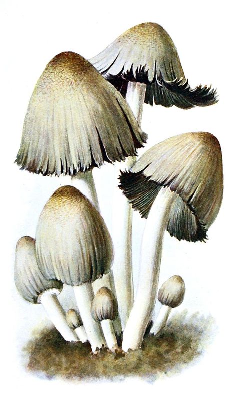 Scientific Illustration: Photo Fungi Illustration, Fungi Art, Mushroom Poster, Mushroom Pictures, Mushroom Drawing, Illustration Botanique, Mushroom Fungi, The Mushroom, Scientific Illustration