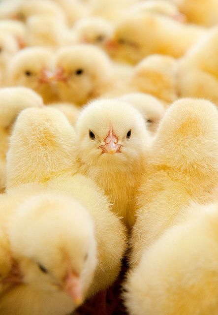 Chicks, man. Pet Chickens Breeds, Chickens Breeds, Chicken Aesthetic, Farm Pets, Cute Animal Character, Backyard Coop, My Neighbourhood, Chicken Toys, Funny Animal Pics