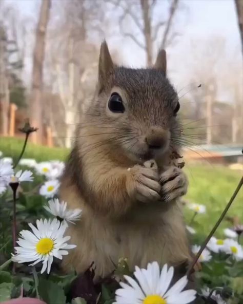 Squirrel.. 😊 Squirrel Memes, Nut House, Squirrel Funny, Petting Zoo, Cute Dog Pictures, Animal Portraits, Cute Squirrel, Rare Animals, Majestic Animals